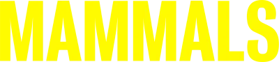 Mammals